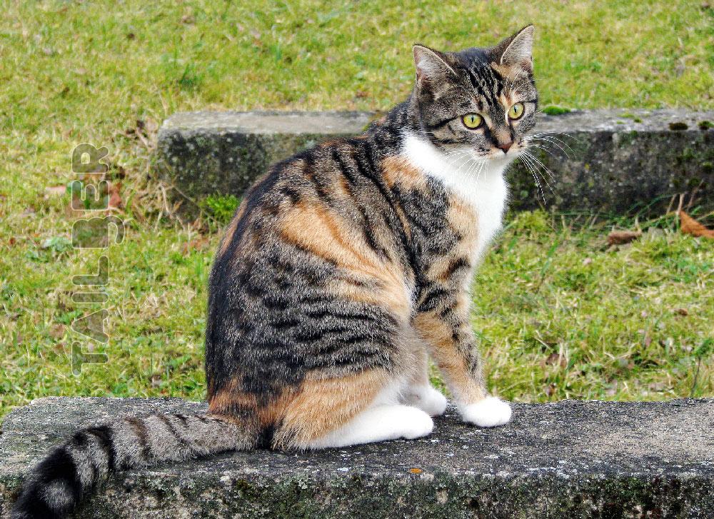 European Shorthair