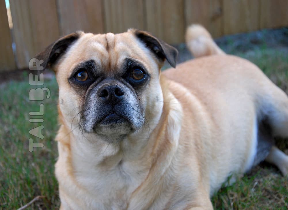 Is Your Pugalier Uncovering a Hidden Superhero Lineage?